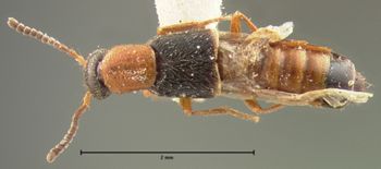 Media type: image;   Entomology 6284 Aspect: habitus dorsal view